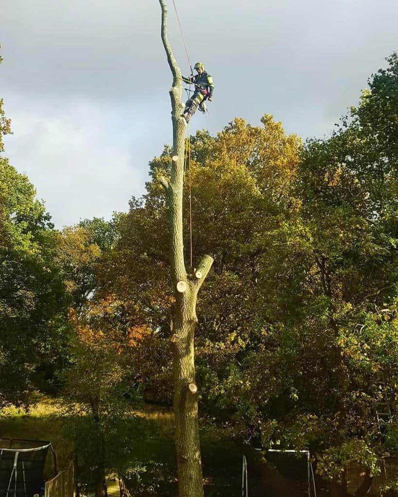 This is a photo of an operative from LM Tree Surgery Chichester felling a tree. He is at the top of the tree with climbing gear attached about to remove the top section of the tree.