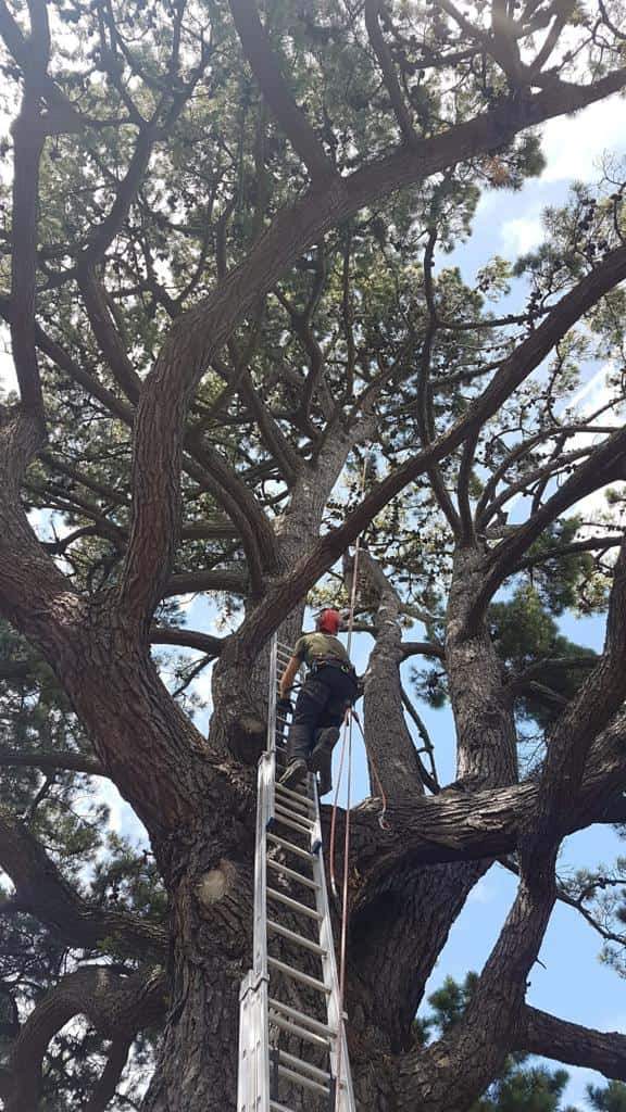 This is a photo of a very large tree with a ladder resting on it and an operative from LM Tree Surgery Chichester climbing up it to carry out tree surgery