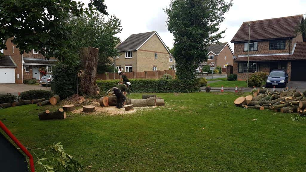 This is a photo of a tree that has been cut into sections on a communal area, and is now being removed from site. Works undertaken by LM Tree Surgery Chichester