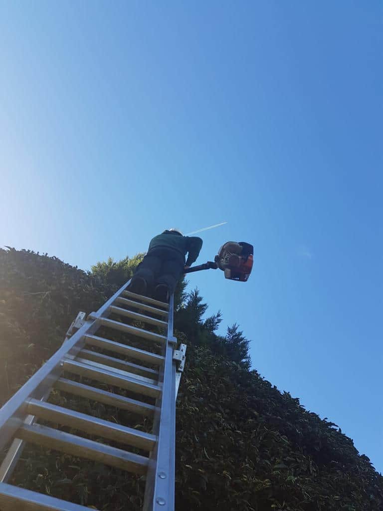 This is a photo of an operative from LM Tree Surgery Chichester up a ladder rested on a hedge with a petrol strimmer.