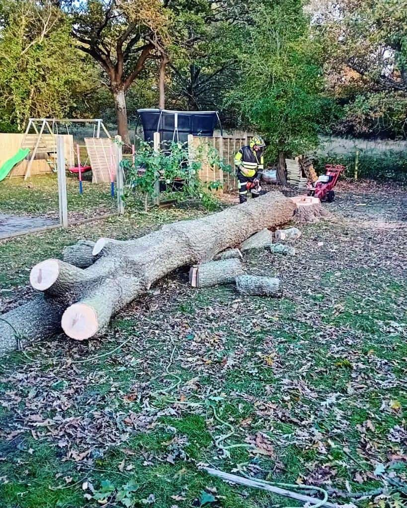 This is a tree laying on the ground of a garden that has just been felled by the operatives from LM Tree Surgery Chichester