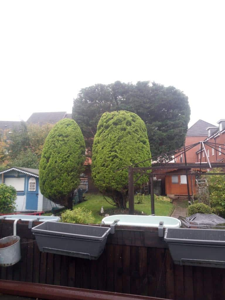 This is a photo of two tree in a garden that have just been trimmed. They have been sculpted by the operatives of LM Tree Surgery Chichester