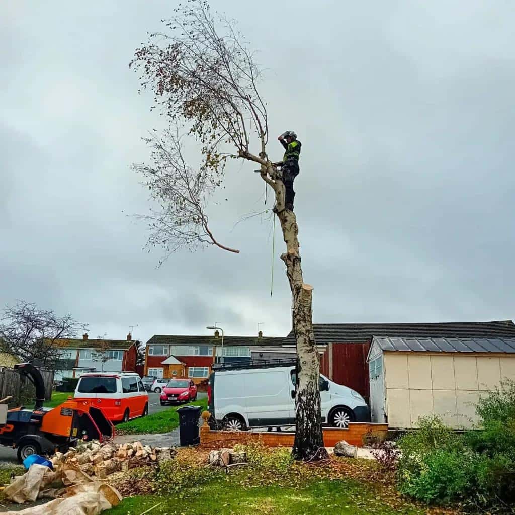 This is a photo of a tree that is being removed by an operative from LM Tree Surgery Chichester, the arborist is at the top of the tree about to cut down a section of it.