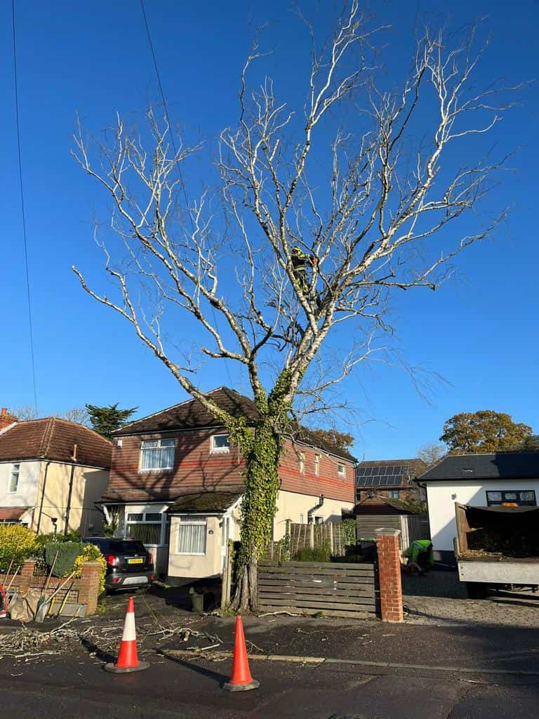 This is a photo of a tree on the pavement that is having limbs removed which are near to power lines. Works undertaken by LM Tree Surgery Chichester