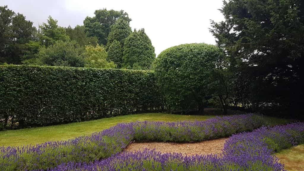 This is a photo of a garden hedge that has just been trimmed by LM Tree Surgery Chichester